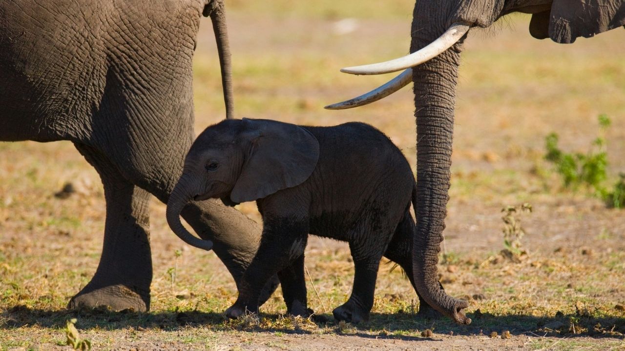 Lower Zambezi National Park