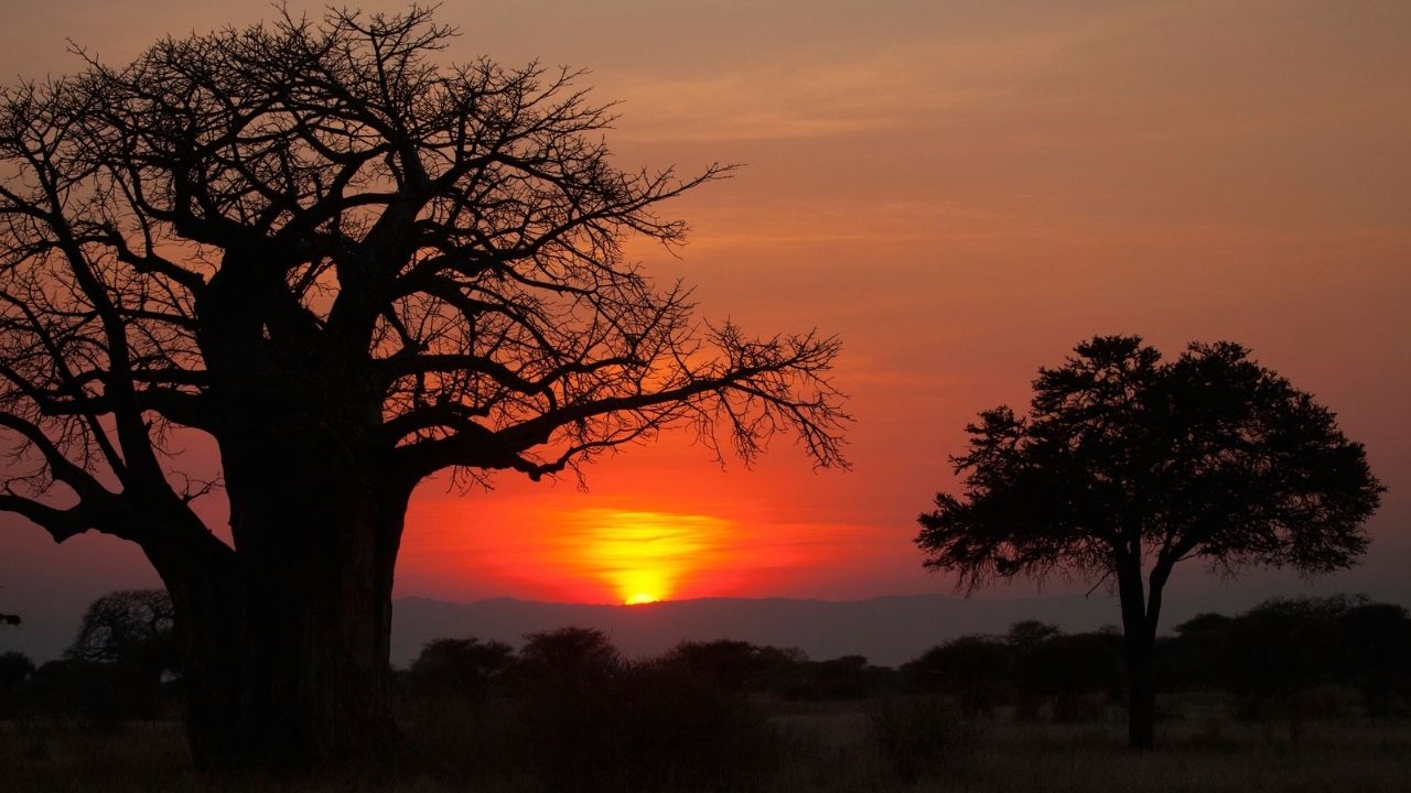 Ruaha National Park, Tanzania