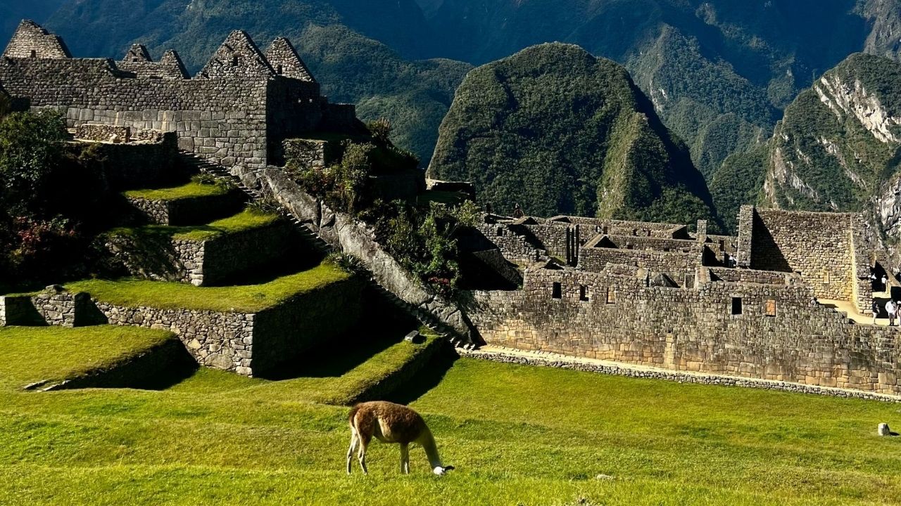 Alpaca at Machu Picchu