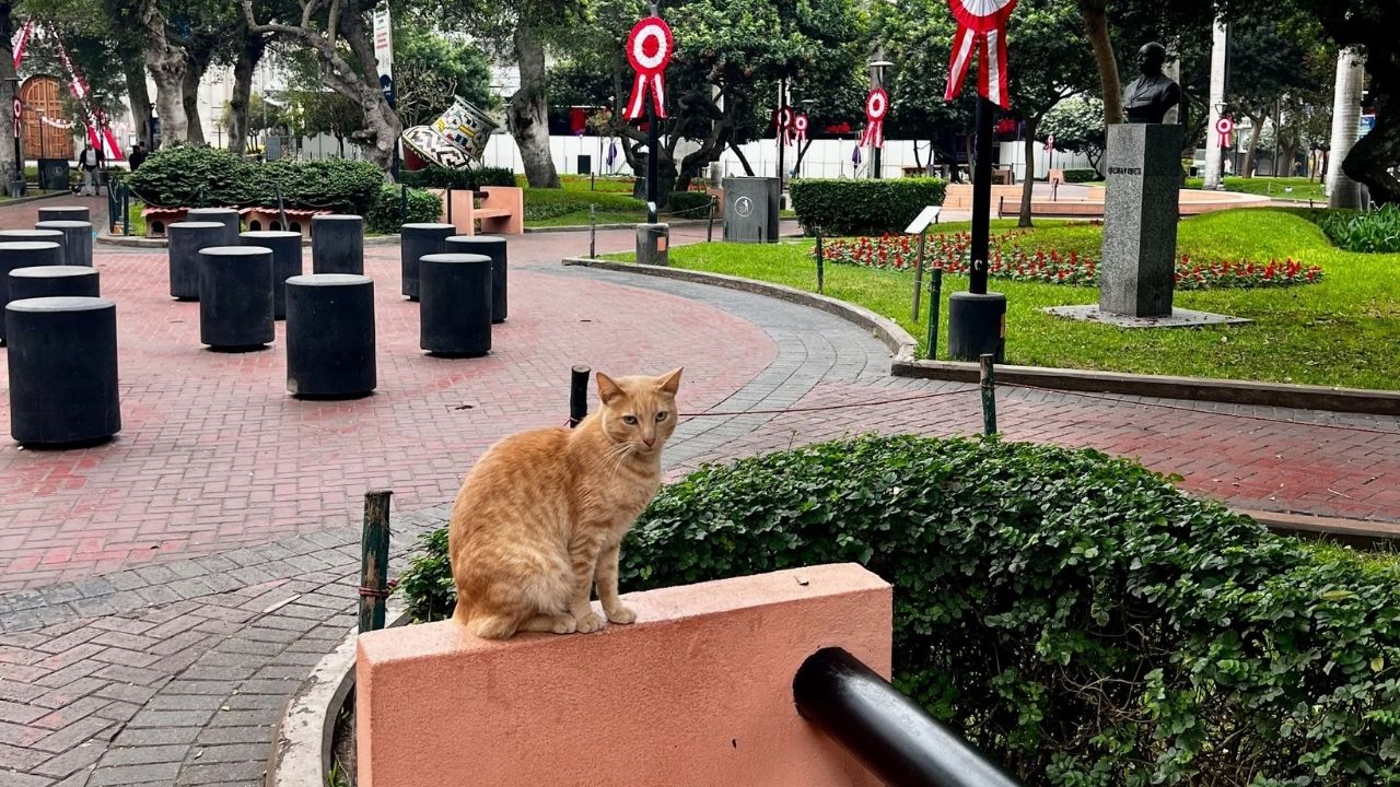 One of the many cats of Kennedy Park