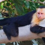 Wildlife in Costa Rica