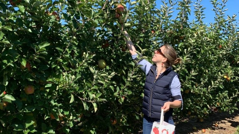 Vanessa Gordon Apple Picking in The Hamptons